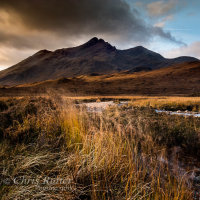 Autumn grasses