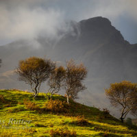 Birch trees and Cuillin