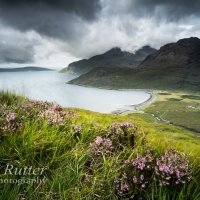 Heather above Camasunary Bay