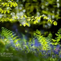 New growth