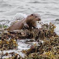 Otter and wave