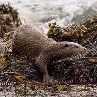 Otter