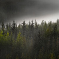Pine trees and mist