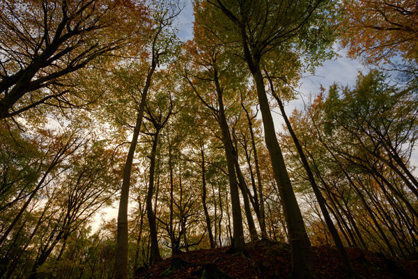 Autumn colours, Brown's Folly, Bath