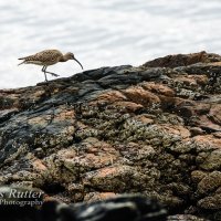 Whimbrel walking on rocks
