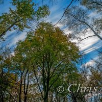 autumn tree canopy