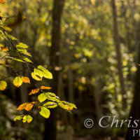 backlit autumn leaves