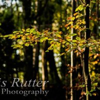 backlit autumn leaves