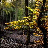 backlit autumn leaves