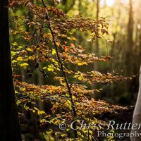 backlit autumn tree