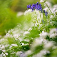 bluebells