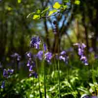 Bluebells 1