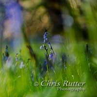 Bluebells