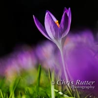 Crocus