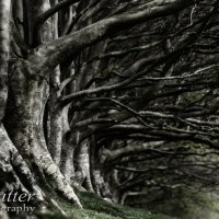 draycott sleights trees