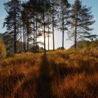 pine trees