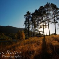 pine trees