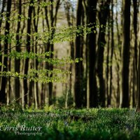 spring trees blubells 2