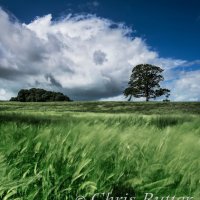 tree, field, clouds