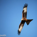 Chilterns Area of Outstanding Natural Beauty