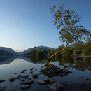 "The Lonely Tree" of Llyn Padarn, Snowdonia