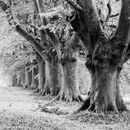 Kingston Lacey Beech Avenue, Dorset