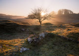 Burning Tree Sunrise tree