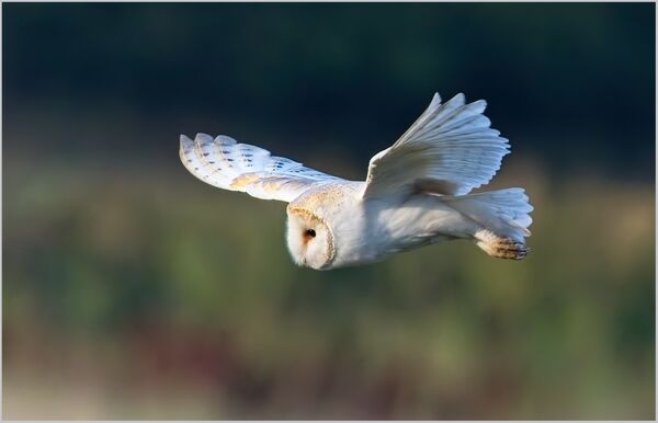1st Place PDI Barn owl on the lookout by Chris Catherall