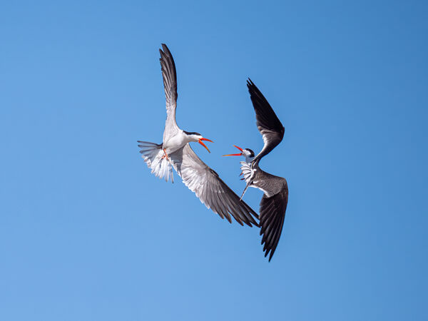 1st Place PDI Skimmers Dancing by Robin Price