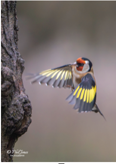 1st Place Prints Goldfinch in Flight by Phil Jones