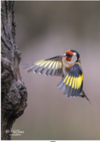 1st Place Prints Goldfinch in Flight by Phil Jones