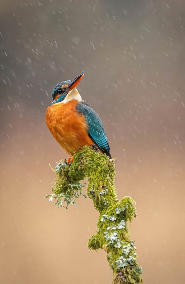 1st Place Prints Kingfisher in Rain by Phil Jones