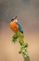 1st Place Prints Kingfisher in Rain by Phil Jones