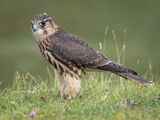 1st Place Prints Merlin by Robin Price