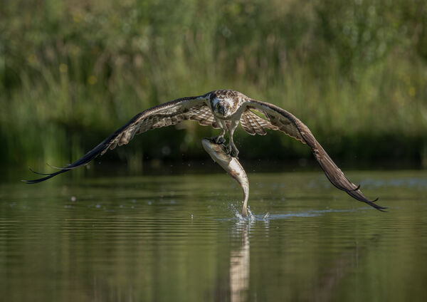 1st Place Prints Osprey With Catch by Gary Charnock