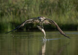1st Place Prints Osprey With Catch by Gary Charnock