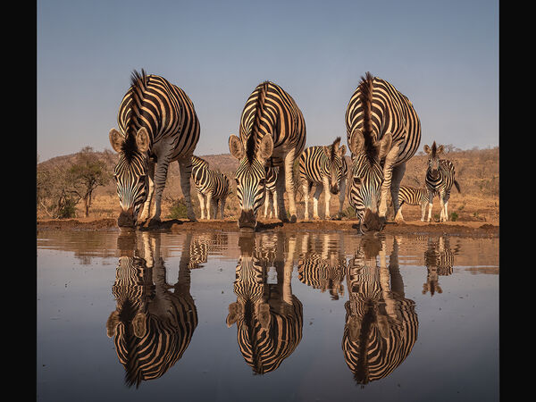 1st Place Prints Zebras drinking by Robin Price