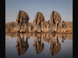 1st Place Prints Zebras drinking by Robin Price