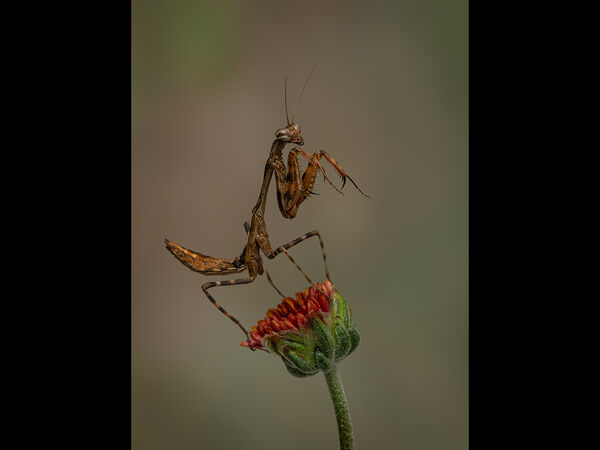 2nd Place PDI Budwinged Mantis by David Taylor