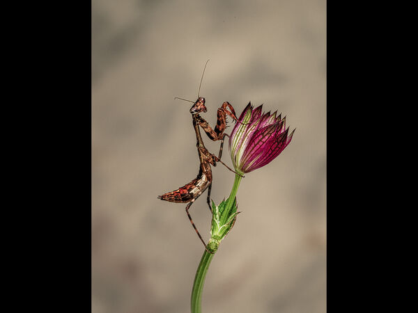 2nd Place PDI Budwinged Mantis by David Taylor