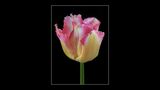 2nd Place PDI Fringed Tulip by Jim Harrison.