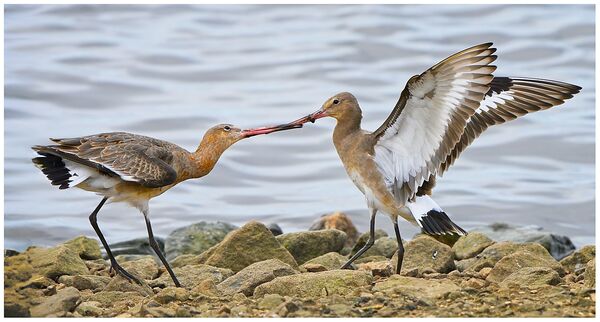 2nd Place PDI Gimme that BY Chris Catherall