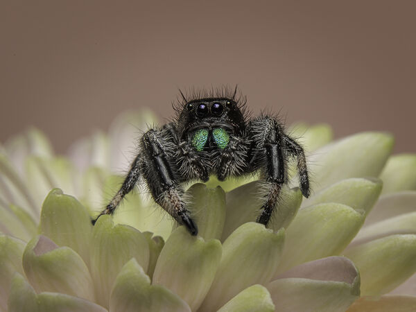 2nd Place PDI Maie Reagal Jumping Spider by David Taylor