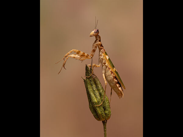 2nd Place PDI Mantis by Cath Simpson