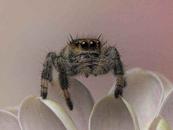 2nd Place PDI Regal Jumping Spider by David Taylor