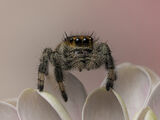2nd Place PDI Regal Jumping Spider by David Taylor