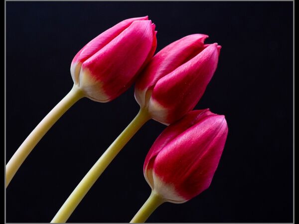 2nd Place PDI Tulips by Louise Jennings