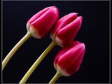 2nd Place PDI Tulips by Louise Jennings