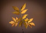 2nd Place Prints Autumn Leaves by David Wright