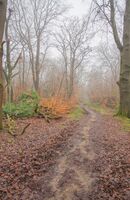 2nd Place Prints Haigh Woods by Mal Shearer
